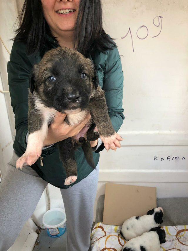 Mahallelinin istemediği 9 yavru k&ouml;pek sıcak yuva bekliyor 4