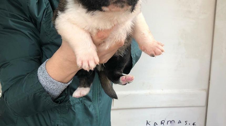 Mahallelinin istemediği 9 yavru k&ouml;pek sıcak yuva bekliyor