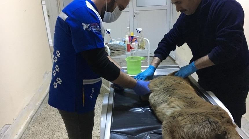 Aracın &ccedil;arptığı k&ouml;pek tedavi altına alındı