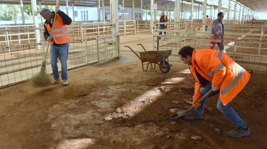 Nazilli canlı hayvan pazarı pırıl pırıl