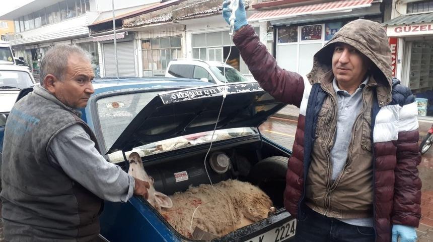 Doğumdan sonra rahatsızlanan anne koyunu otomobil ile veterinere yetiştirdi