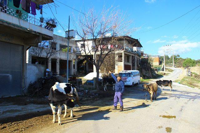 Önce güvenlik kamerası yok oldu, ardından hayvanlar