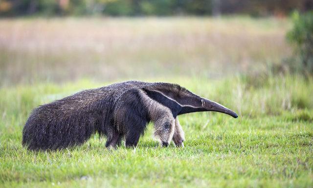 anteater-vs-aardvark-577122629