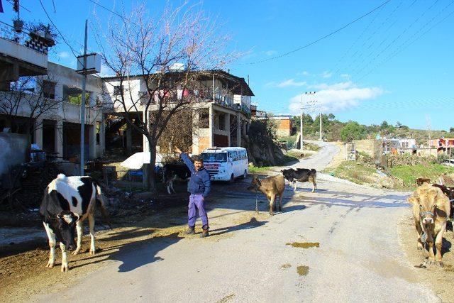 Önce güvenlik kamerası yok oldu, ardından hayvanlar