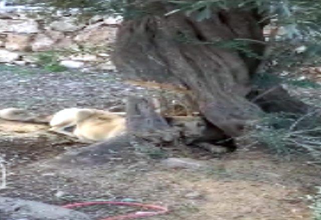 Başı ağacın gövdesinde sıkışan köpek kurtarıldı