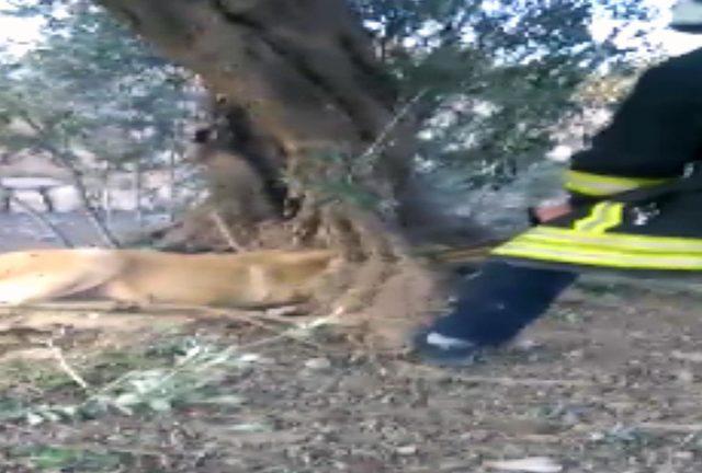 Başı ağacın gövdesinde sıkışan köpek kurtarıldı