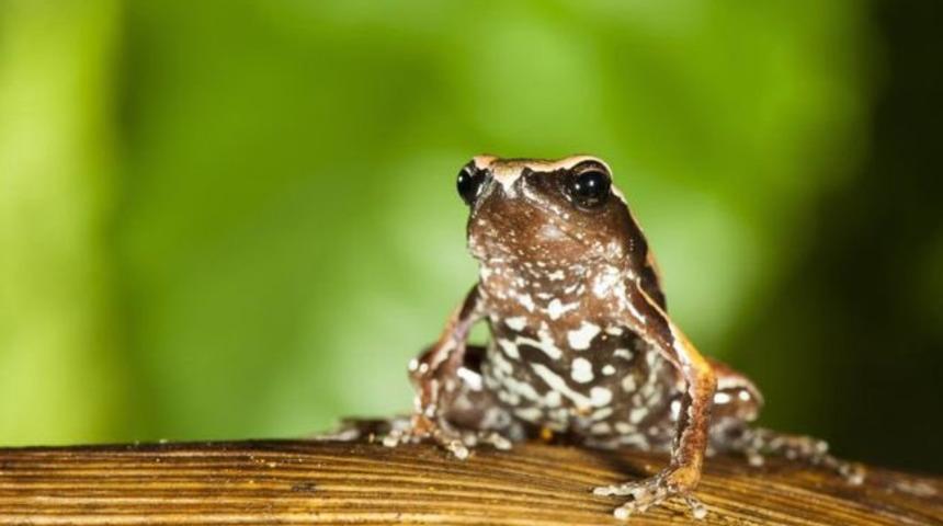 Yeni bir kurbağa türü keşfedildi