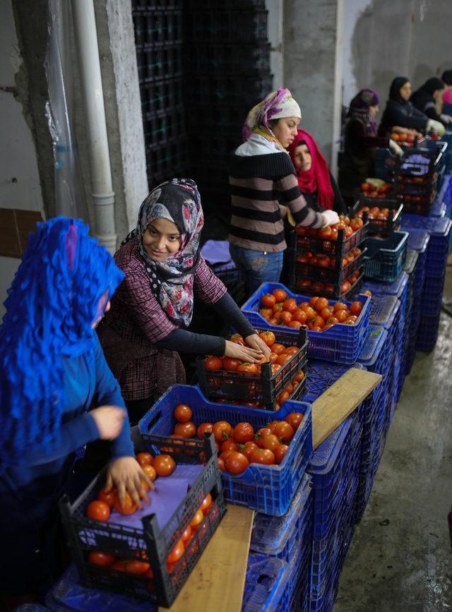 Antalya'dan tanzim satış noktalarına 3 günde 1000 ton sebze gönderildi