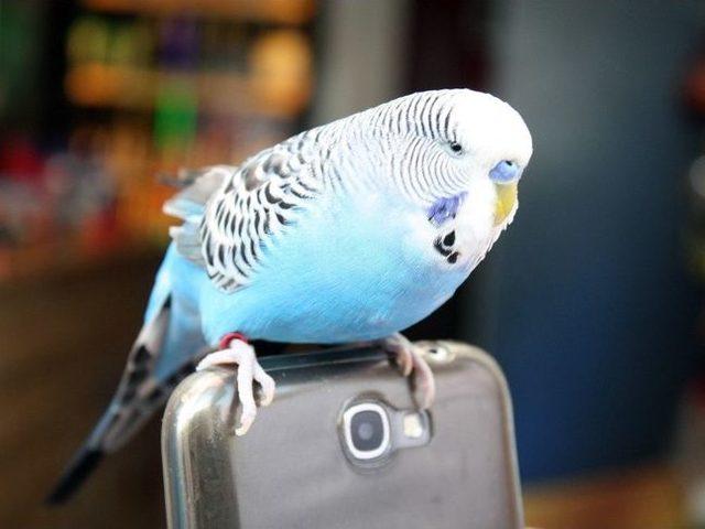 R&uuml;yada muhabbet kuşu yakalamak