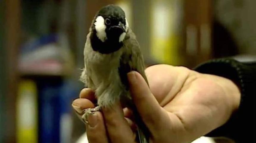 Avusturya'ya giden u&ccedil;ağa binen Iraklı 'ka&ccedil;ak' b&uuml;lb&uuml;l sınır dışı edildi!