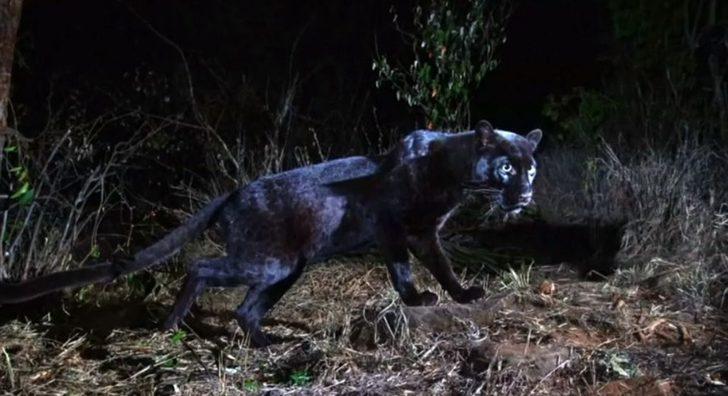 Efsanevi siyah leopar görüntülendi  G2