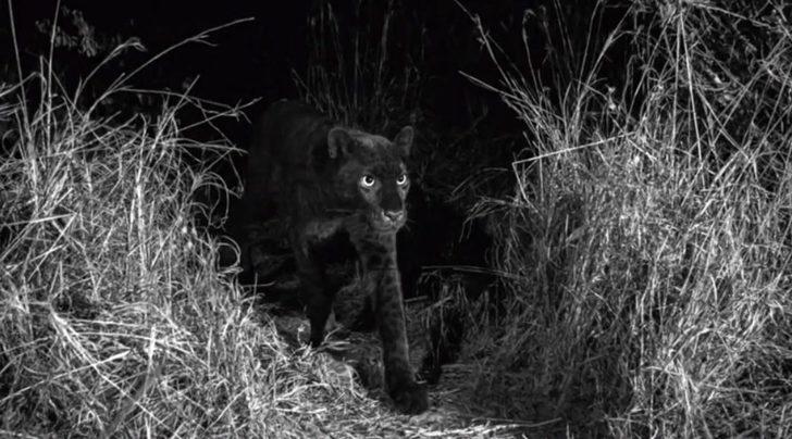 Efsanevi siyah leopar görüntülendi  G3