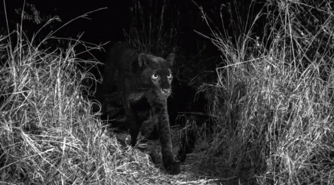 Efsanevi siyah leopar g&ouml;r&uuml;nt&uuml;lendi 