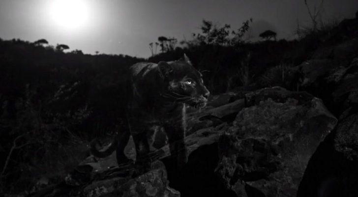 Efsanevi siyah leopar görüntülendi  G4