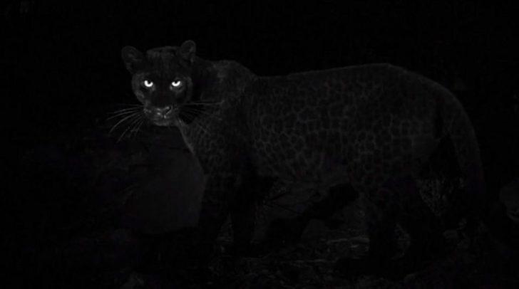 Efsanevi siyah leopar görüntülendi  G5