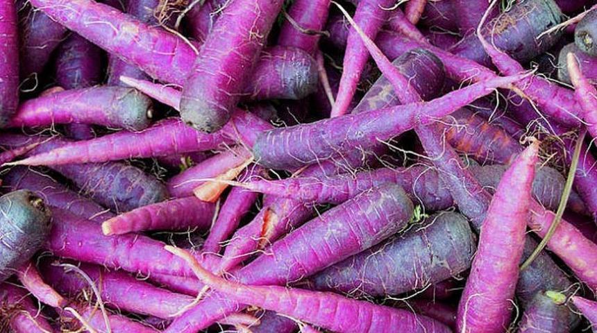 Rengi cezbeder: En güçlü antioksidan kaynağı mor havucu yiyen grip olmuyor