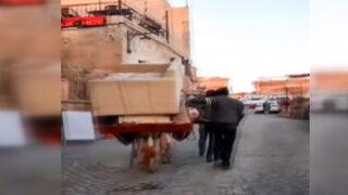 Mardin’de bir kişi eşeğe yüzlerce kilo ağırlığında ev eşyaları taşıttılar! İşte tepki çeken o görüntüler