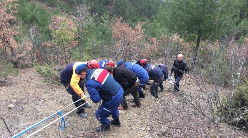 Sinop&rsquo;ta inek kurtarma operasyonu