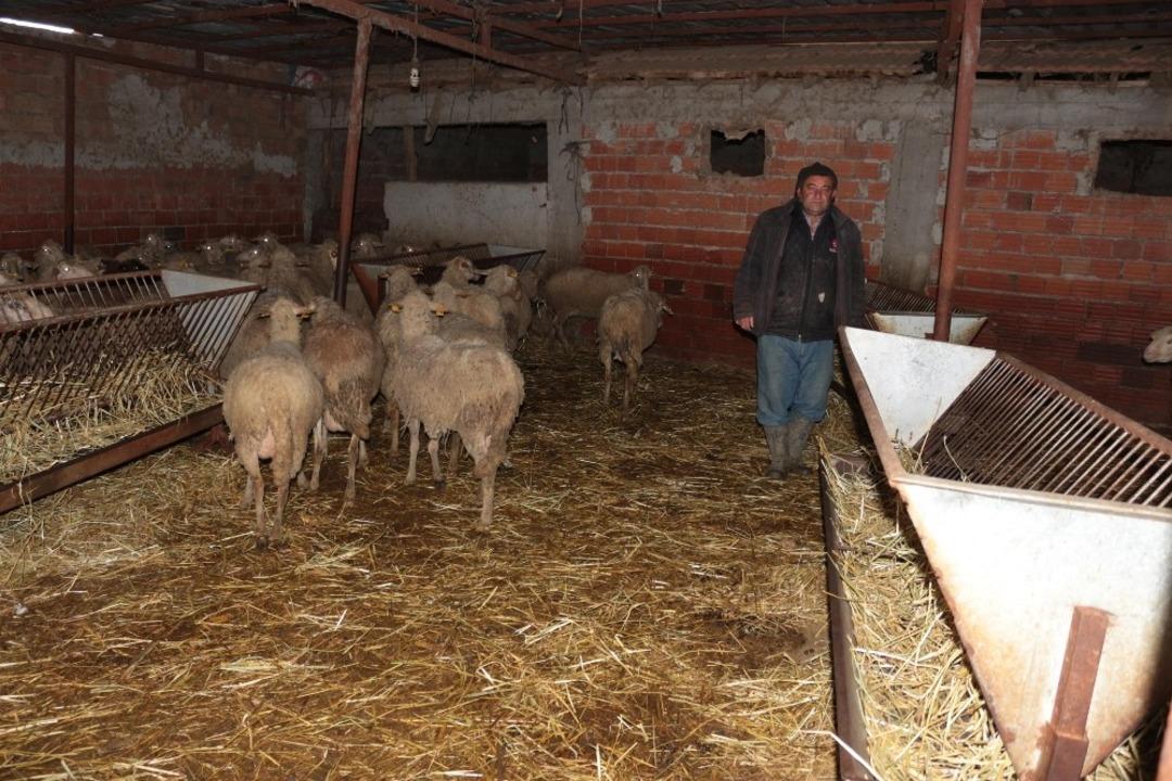 (&Ouml;zel) &Uuml;reticiye destek k&uuml;&ccedil;&uuml;kbaş hayvan &uuml;retimini arttırdı