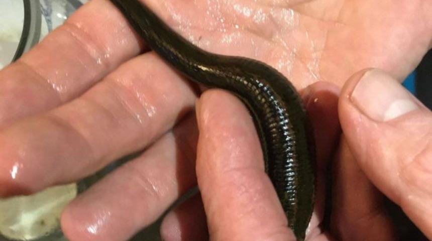 Evcil hayvan olarak besliyorlar, emmelerine izin veriyorlar!