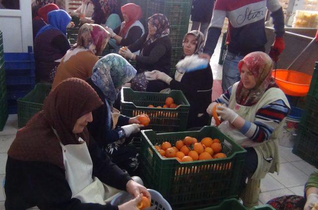 Jeotermalle kurutulan yaş, sebze ve meyveler yurt dışına ihraç ediliyor