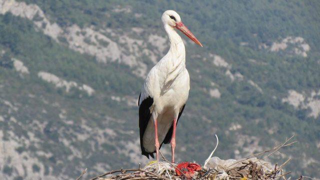 Leyleği gördü, bir çuval unu kaptı
