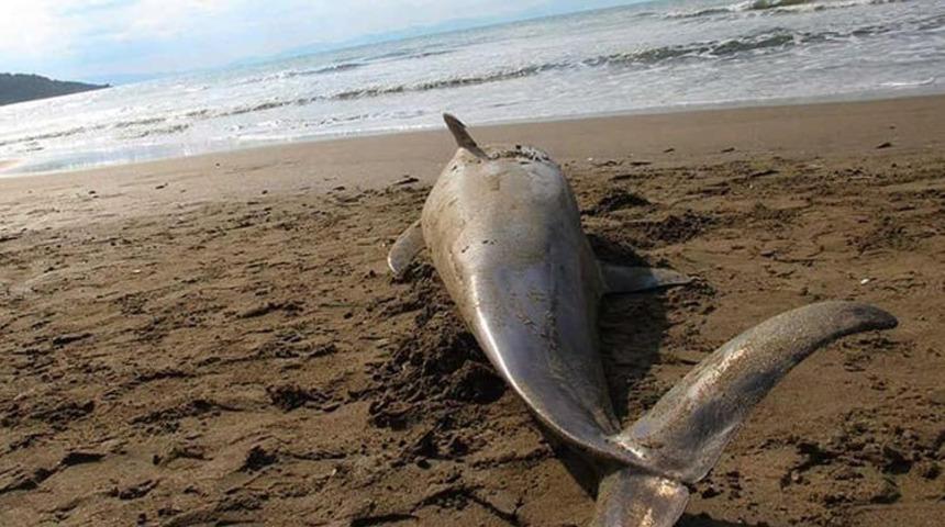 Sahilde kahreden g&ouml;r&uuml;nt&uuml;! G&ouml;renler hem &uuml;z&uuml;ld&uuml; hem şaşırdı
