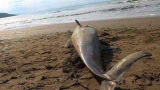 Sahilde kahreden görüntü! Görenler hem üzüldü hem şaşırdı