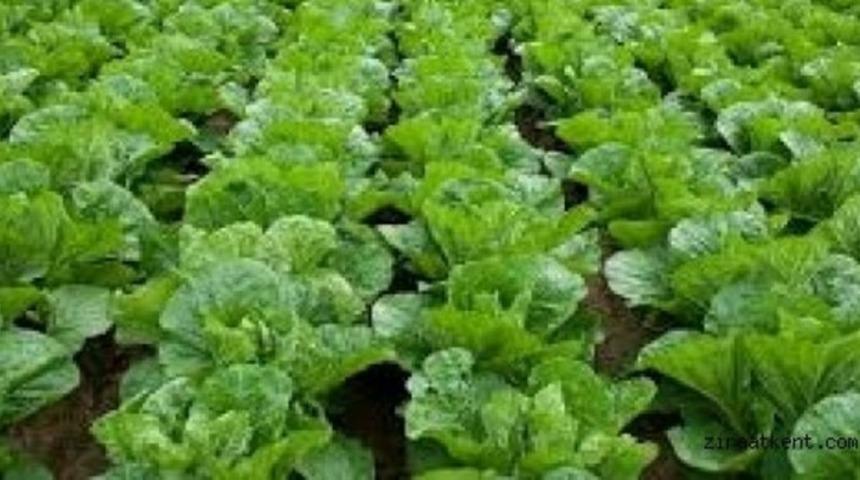 Marul cinsel gücü azaltıyor