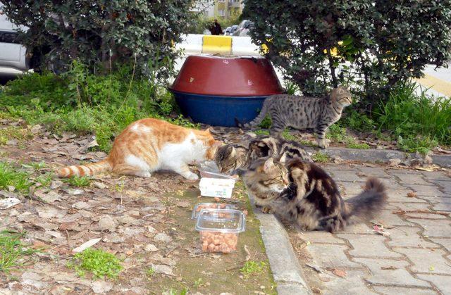 Hayvansever kadın muhtar adayından öğrencilere burs vaadi