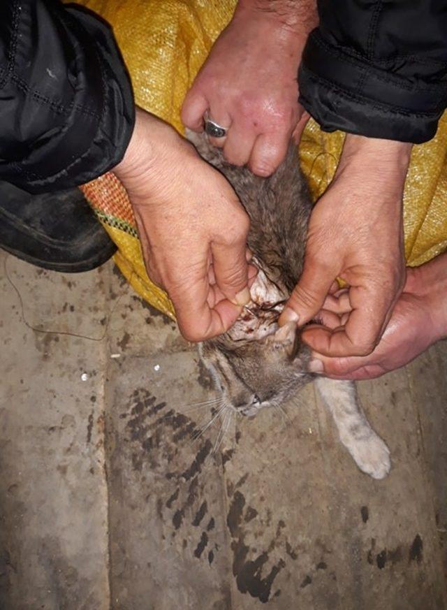 Köpeklerin saldırdığı kedi köyde tedavi edilerek sağlığına kavuşturuldu