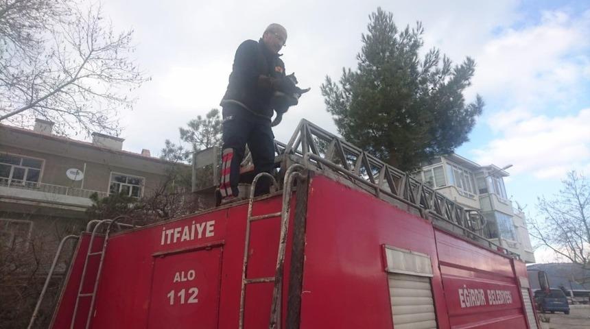 Ağaçtan inemeyen kediyi itfaiye kurtardı