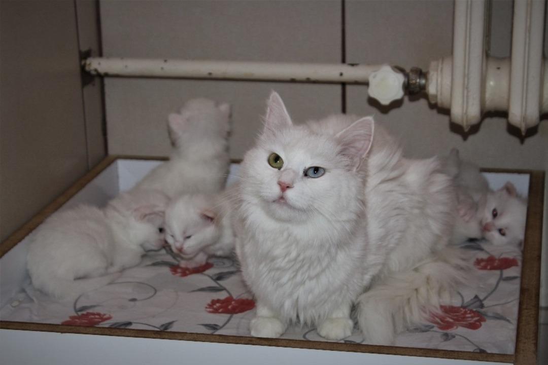 Van kedileri bu yıl erken doğum yaptı