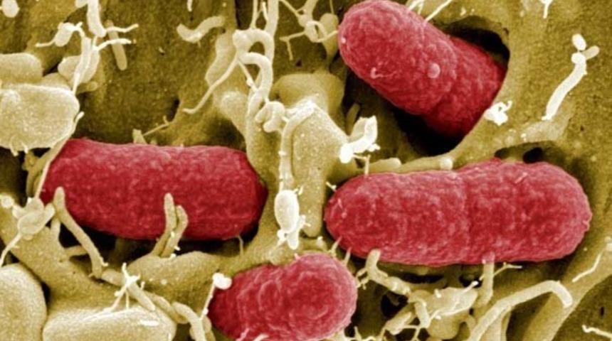 Tedavisi yok! 'Corona' can almaya devam ediyor! 