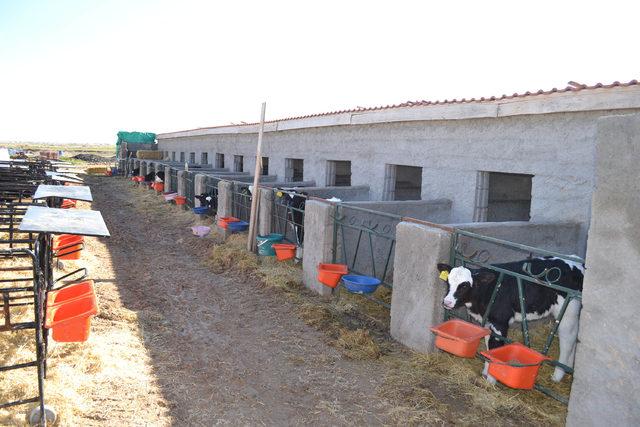 Devlet desteğiyle günde 3 ton süt üretiyor