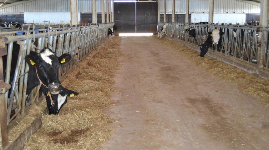 Devlet desteğiyle g&uuml;nde 3 ton s&uuml;t &uuml;retiyor