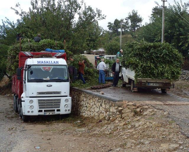 Manavgat'ta 'yeşil altın' defneden yaklaşık 2 milyon lira gelir