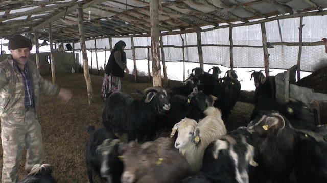 Hayvanları da kendileri de çadırda yaşıyor