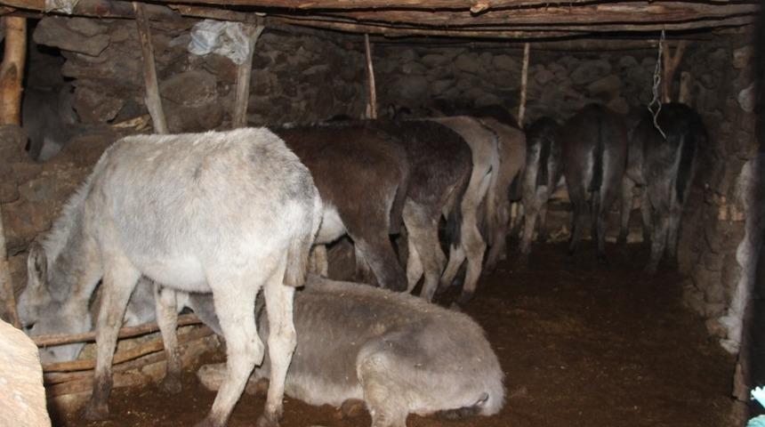 Soğukta terk edilen  at ve eşekler koruma altına alındı