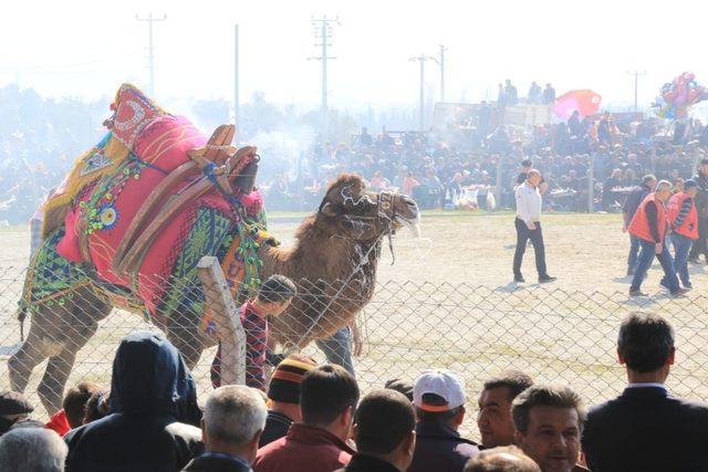 Başkan Çerçioğlu Çine’de düzenlenen deve güreşlerini izledi