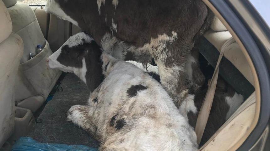 Jandarmadan güven uygulaması: 193 aranan şahıs yakalandı