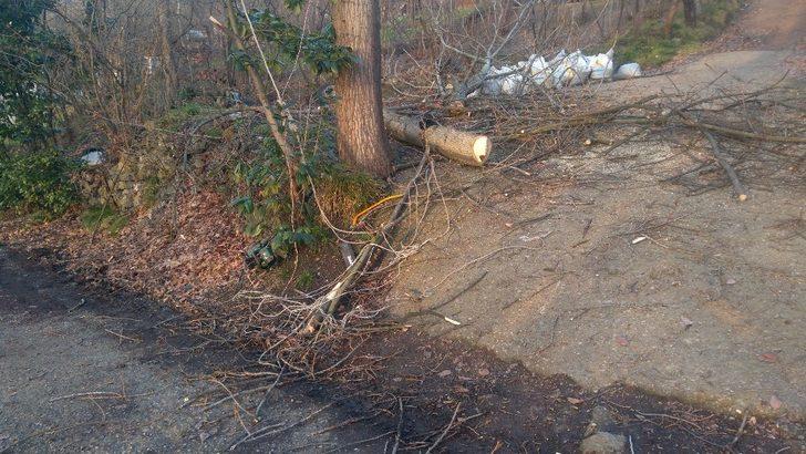 Kestiği ağaçla birlikte yere düşen kişi ağır yaralandı G1