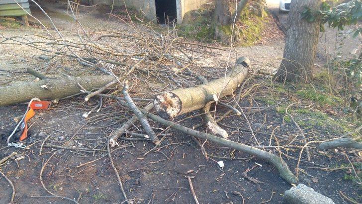 Kestiği ağaçla birlikte yere düşen kişi ağır yaralandı G3