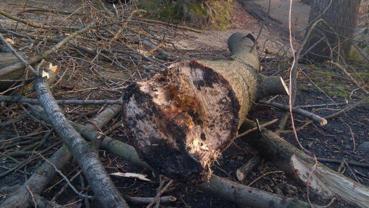 Kestiği ağaçla birlikte yere düşen kişi ağır yaralandı G4