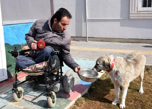 Çöpte bulunan köpek, engellilerin 'dostu' oldu
