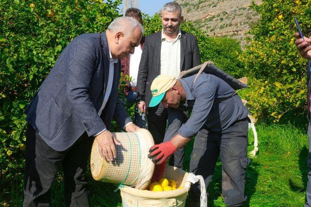 Erdemli Belediyesi, limonata fabrikası kurmak için çalışma yapacak