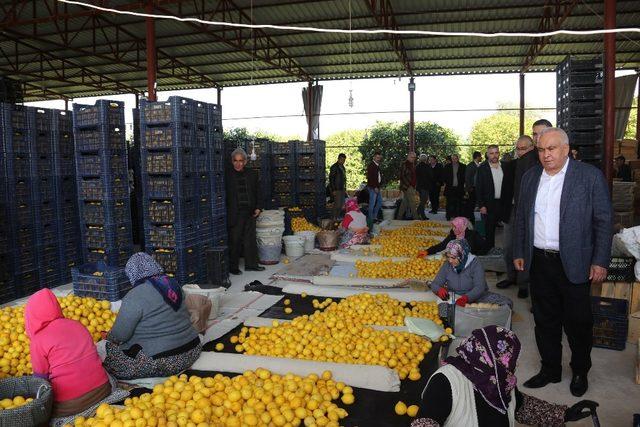 Erdemli Belediyesi, limonata fabrikası kurmak için çalışma yapacak