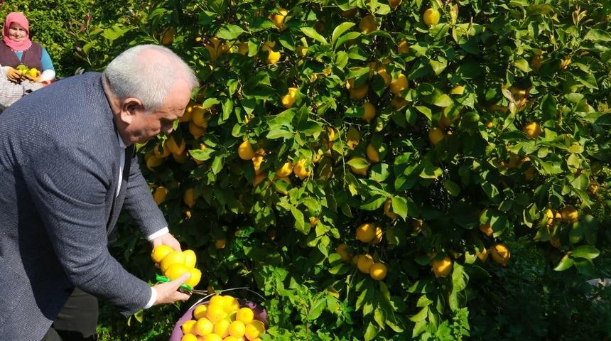 Erdemli Belediyesi, limonata fabrikası kurmak i&ccedil;in &ccedil;alışma yapacak