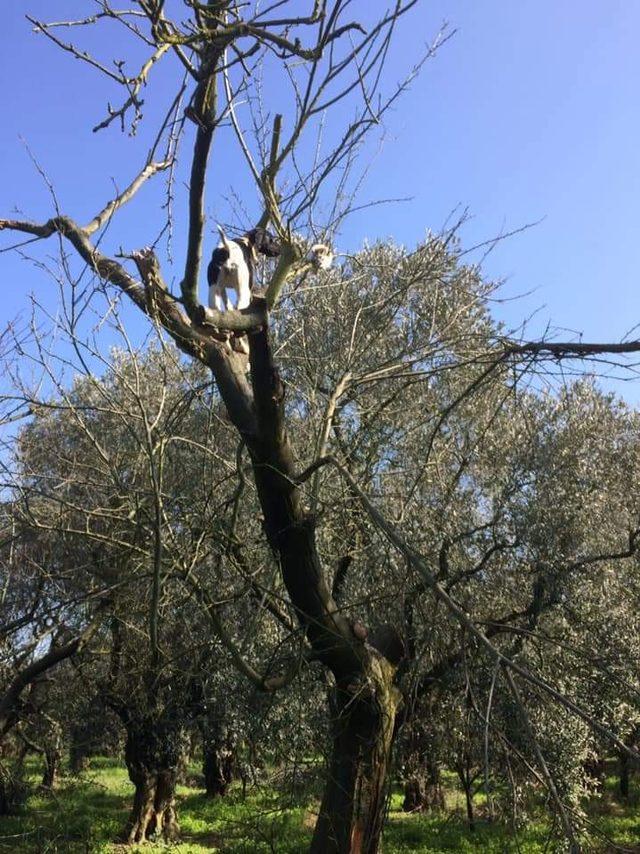 Leopar değil av k&ouml;peği 1