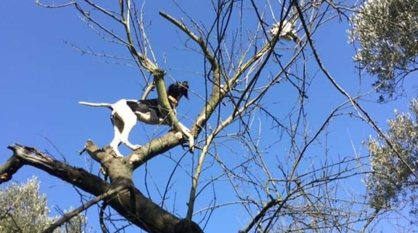 Leopar değil av k&ouml;peği